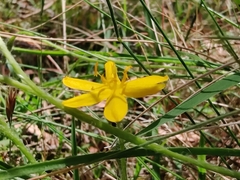 Hypoxis hygrometrica