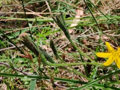 Hypoxis hygrometrica