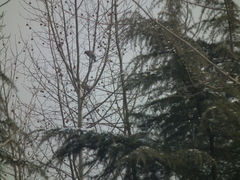 Streptopelia orientalis