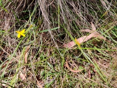 Hypoxis hygrometrica