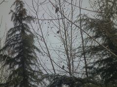 Streptopelia orientalis