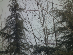 Streptopelia orientalis