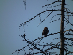 Coccothraustes coccothraustes