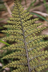 Polystichum neozelandicum