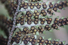 Polystichum neozelandicum