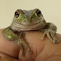 Ranoidea cyclorhynchus