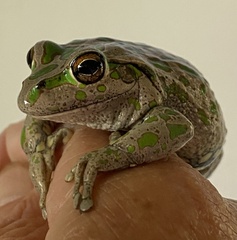 Ranoidea cyclorhynchus