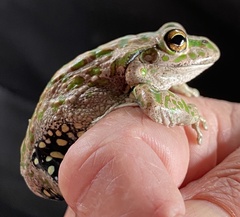 Ranoidea cyclorhynchus