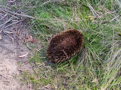 Tachyglossus aculeatus setosus