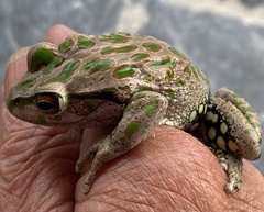 Ranoidea cyclorhynchus