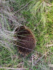 Tachyglossus aculeatus setosus