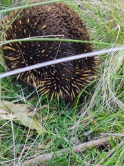 Tachyglossus aculeatus setosus