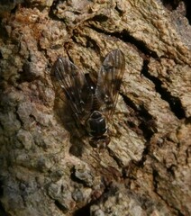 Pyrgotidae