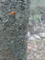 Parasteatoda