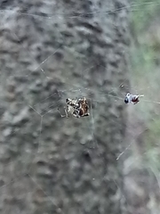 Parasteatoda