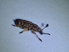 Basitropis