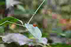 Oriens goloides