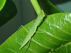 Orthodera