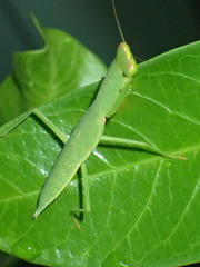 Orthodera