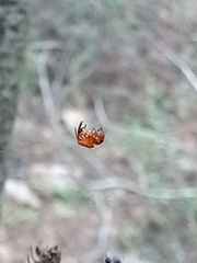 Parasteatoda celsabdomina