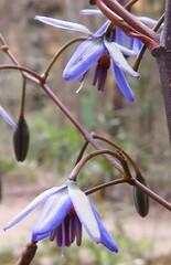 Dianella prunina