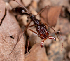 Odontomachus rixosus