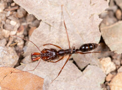 Odontomachus rixosus