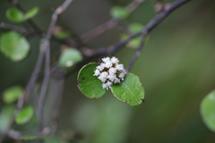 Helichrysum lanceolatum
