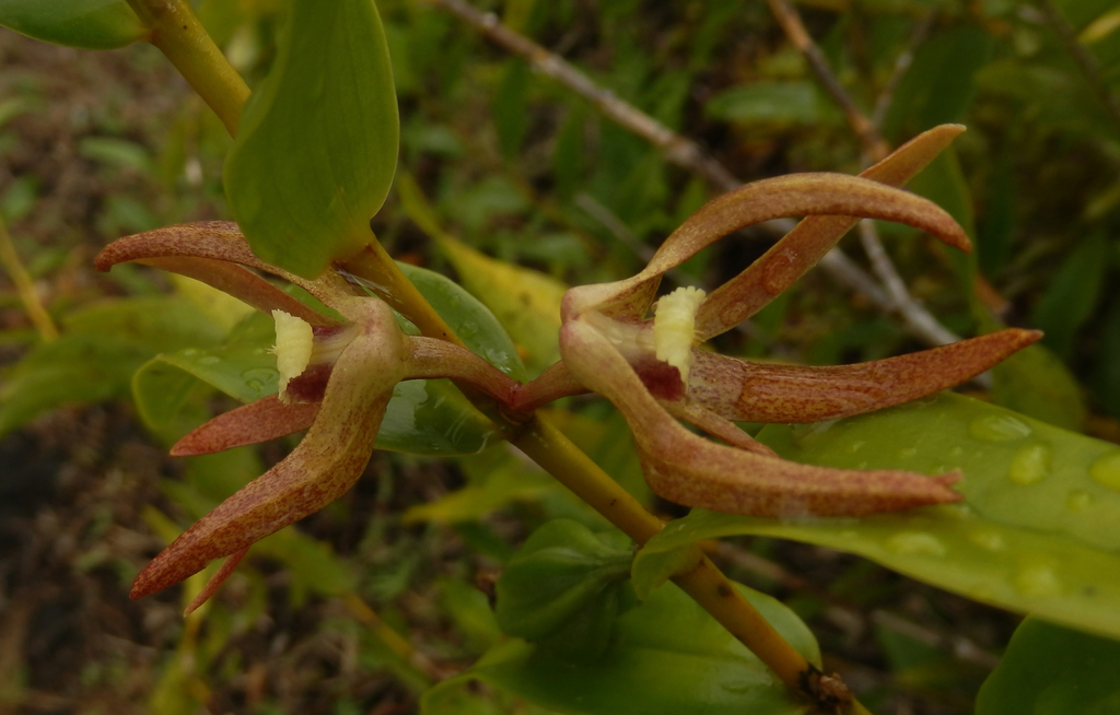Dendrobium lepidochilum Kraenzl.