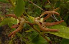 Dendrobium lepidochilum