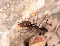 Odontomachus rixosus