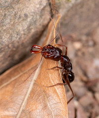 Odontomachus rixosus