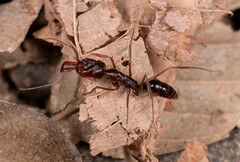 Odontomachus rixosus