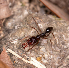 Odontomachus rixosus