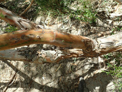Leptospermum brachyandrum