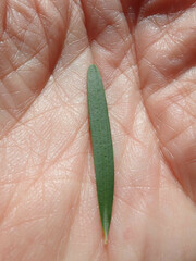 Leptospermum brachyandrum