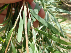 Leptospermum brachyandrum