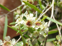 Leptospermum brachyandrum