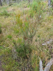 Hakea microcarpa
