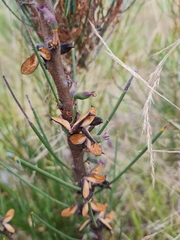 Hakea microcarpa