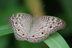 Junonia atlites atlites