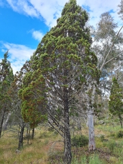 Callitris endlicheri