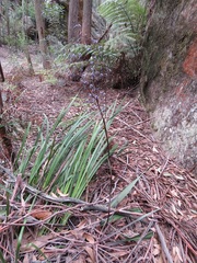 Dianella prunina