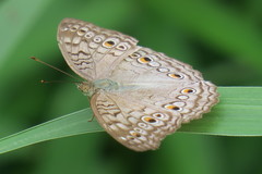 Junonia atlites atlites