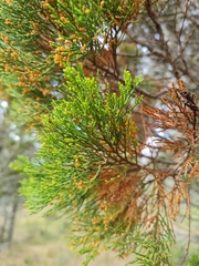 Callitris endlicheri