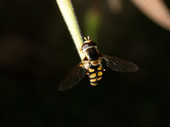 Simosyrphus grandicornis