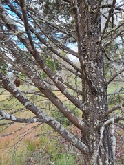 Callitris endlicheri