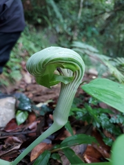 Arisaema ringens