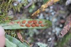 Notogrammitis ciliata