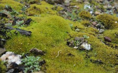 Scleropodium julaceum